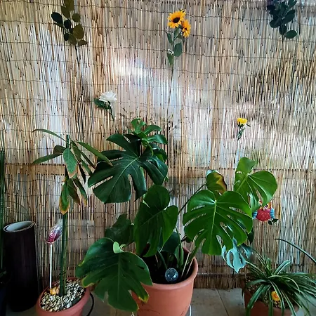 Sunny Apartment